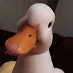 小琦