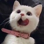 胆小鬼~~~