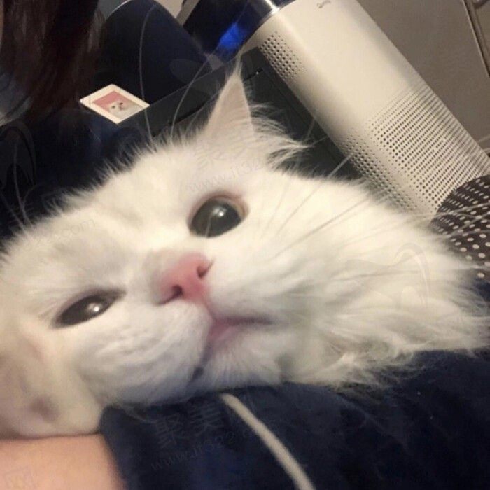 哇啊啊啊