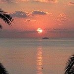 黑胡椒和