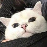 小鹿不可爱