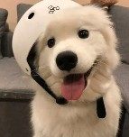风中飞人