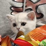 主角