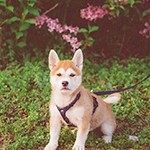 我家小柴