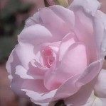 花花