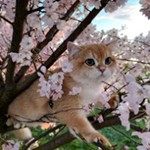 看花看海看你
