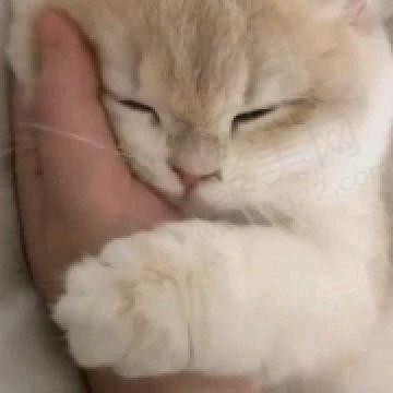 歪歪的懒猫