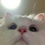 金光闪闪