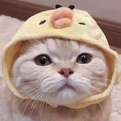小猫爱吃鱼