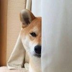 阿黄宝宝