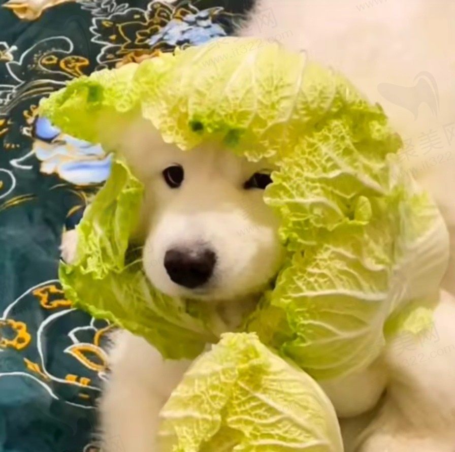小番茄