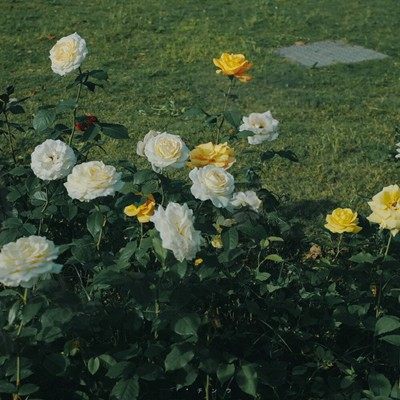 花开