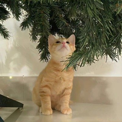 桔三猫 