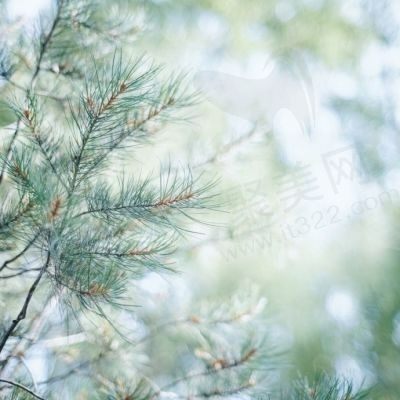 没有一棵树