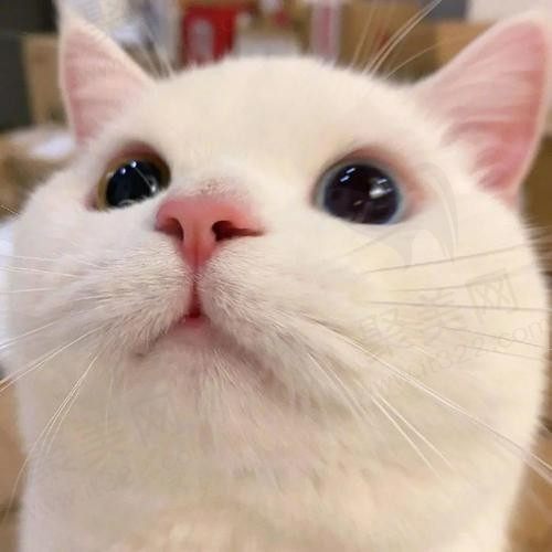 糖炒栗子