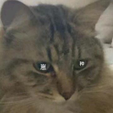 哪哈