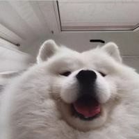 汪汪汪汪