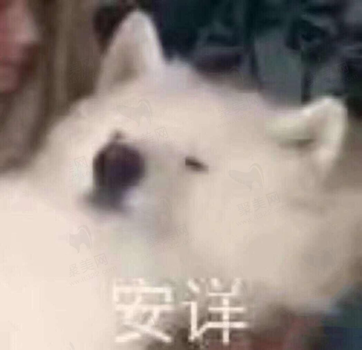 迪迪仔