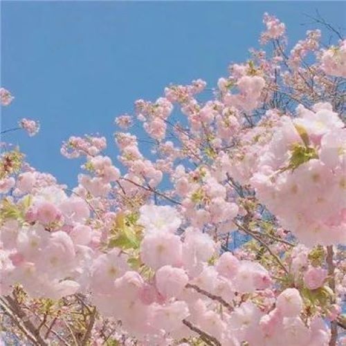 打死花蝴蝶