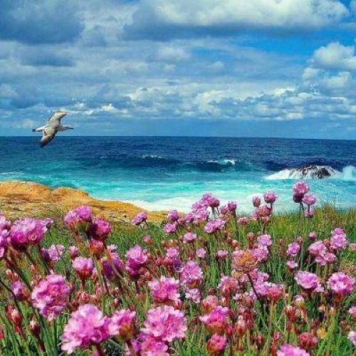 玫瑰花蕊