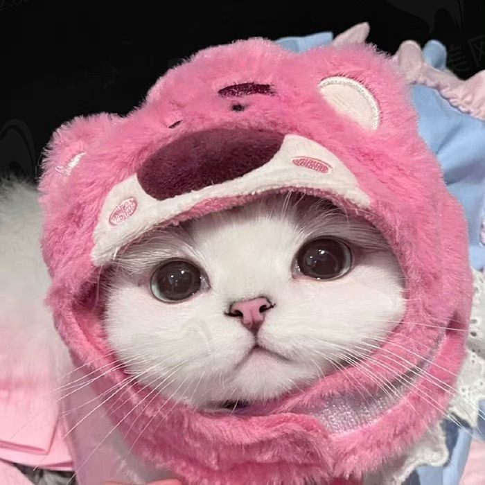 花枝乱颤的猫