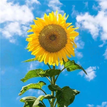 温暖的太阳