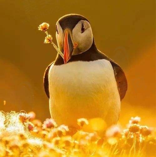 六三