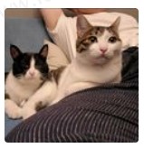 猫咪