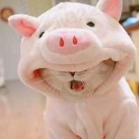 双子座倪同学