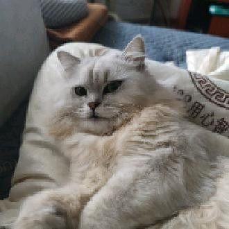 许秋怡