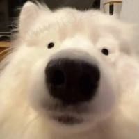 (>^ω^<)喵