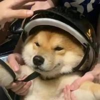 亲爱北鼻