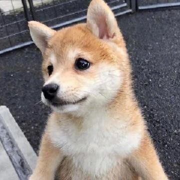 众生皆苦