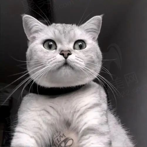 小猫还有莫吉托