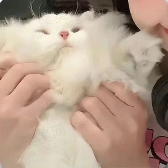 养乐多的快乐