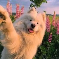hi