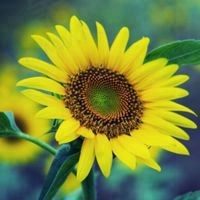 花花绿绿的苍蝇