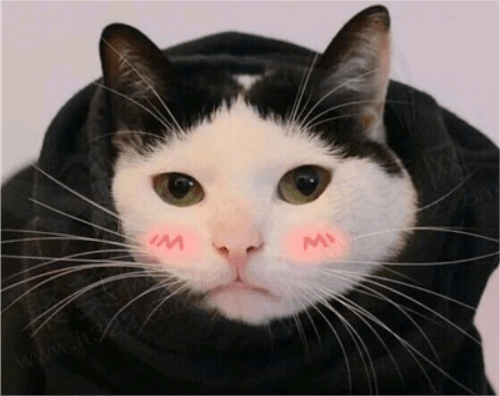 猫咪郁闷~