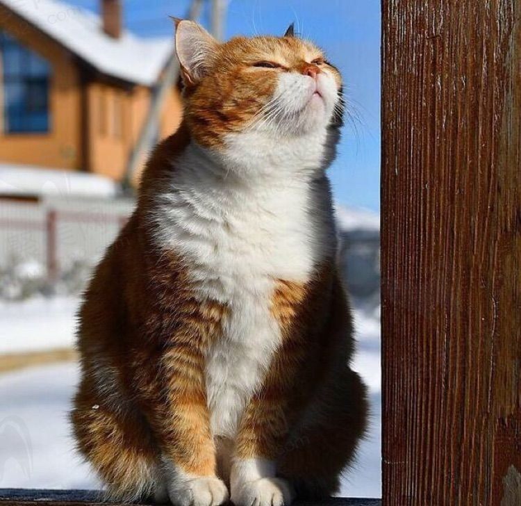 眉间风雪