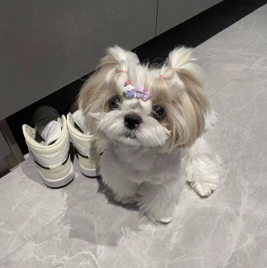 发发给他