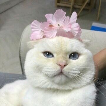娜娜
