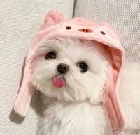 砰~