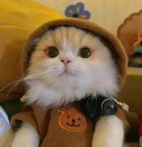 爱吃猪肝的小姚