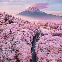 雅图