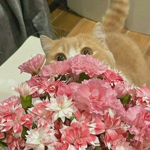 小炒