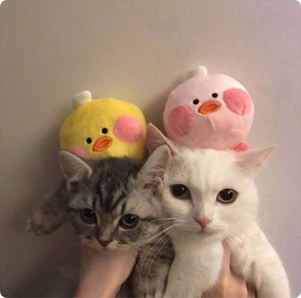 小贤