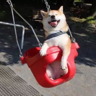 仔图