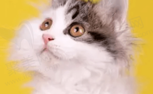 小猪