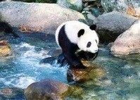 啾啾