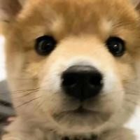 俊毅热情的小峰